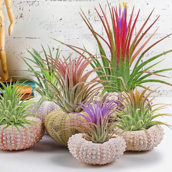 Meet your Posher, Wendy - Picture 1 of 1